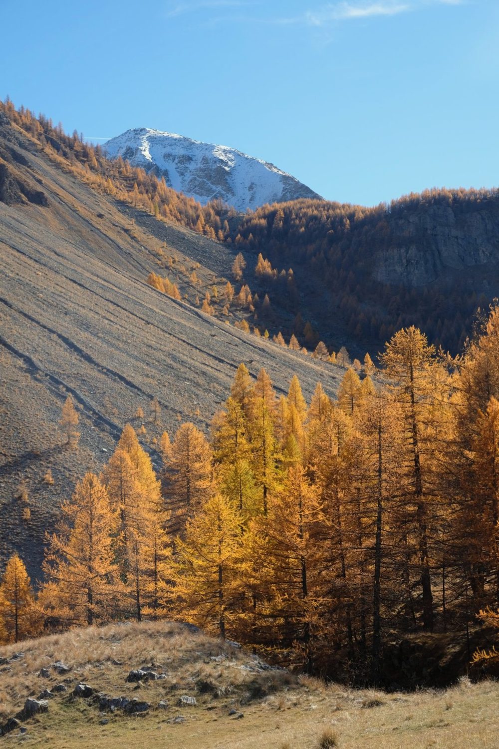 A snowy peak above golden larches near Saint-Dalmas-le-Selvage in the fall