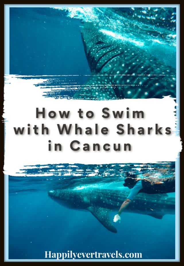 How to Swim with Whale Sharks in Isla Mujeres