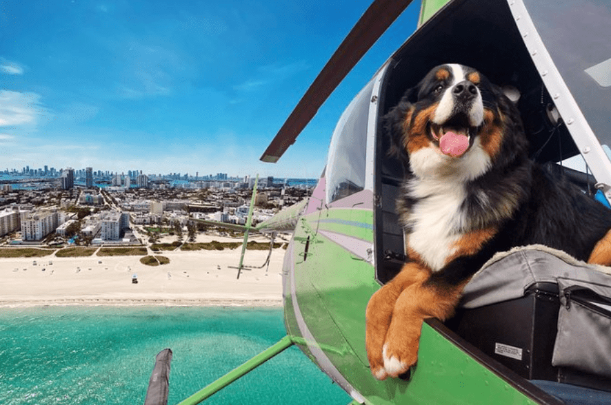 Dog in a Helicopter