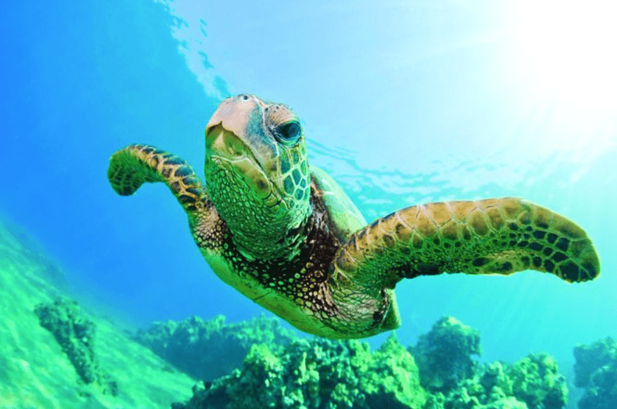 10 Best Tours for Turtle Snorkeling in Oahu
