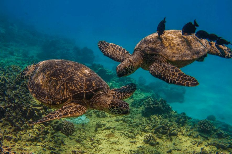 Turtle tours in Oahu
