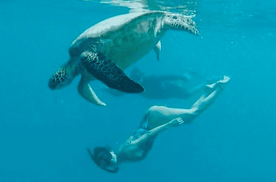 Where to see Turtles in Oahu