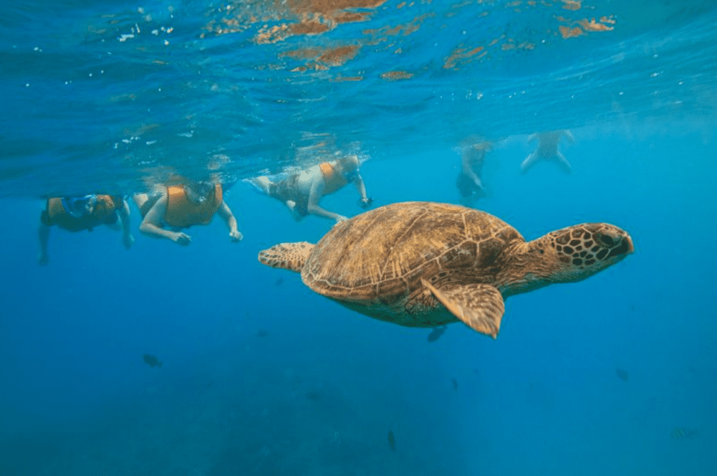 How to find Turtles in Oahu