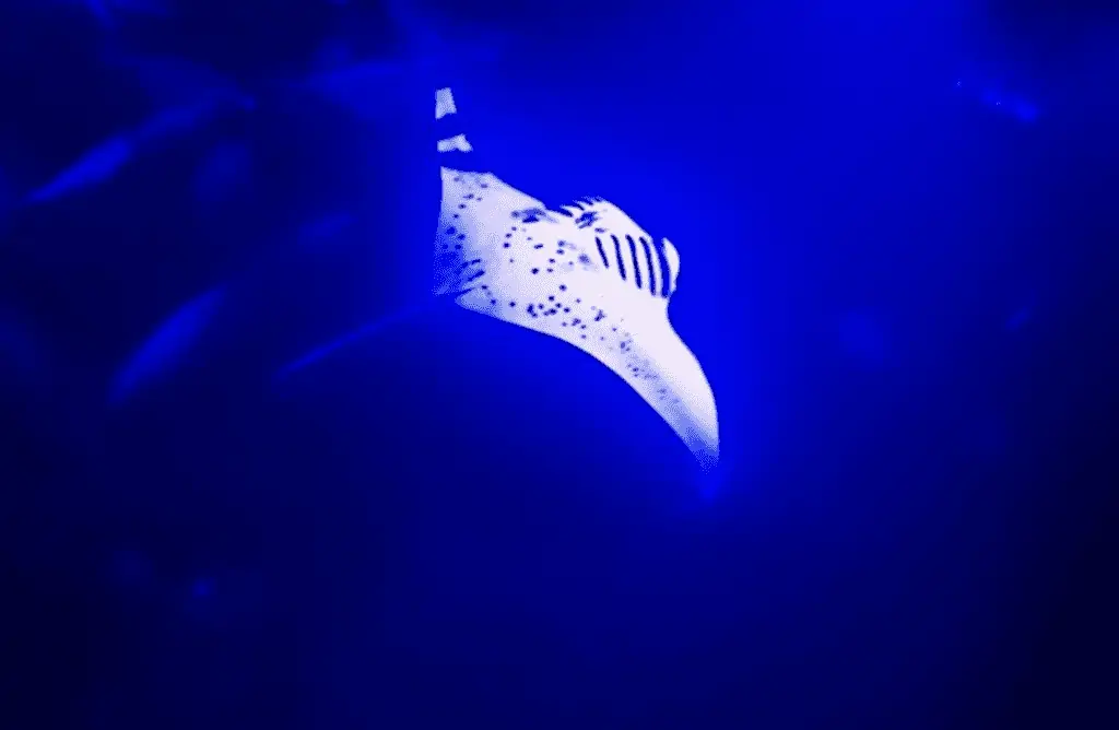 manta ray swimming in the ocean