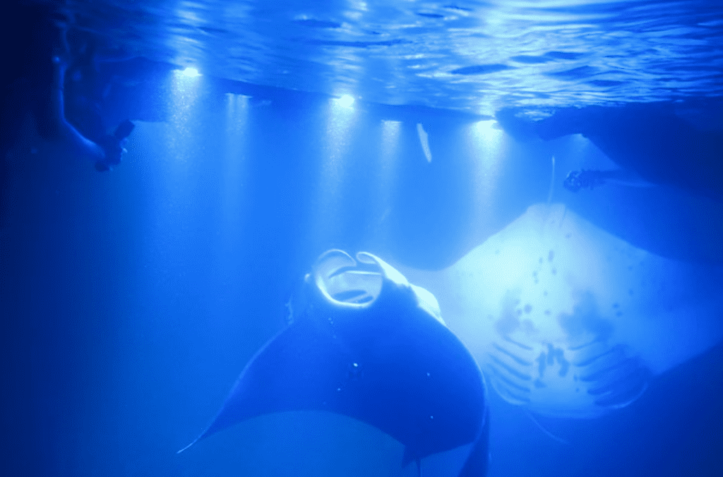 Best tours in Hawaii for seeing manta rays