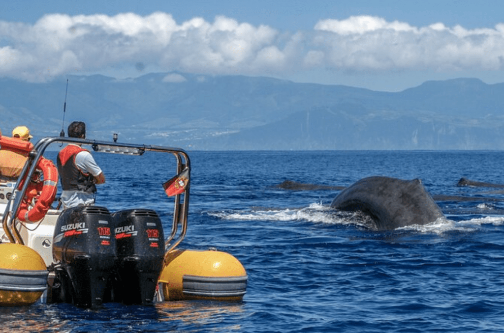 10 Best Azores Whale Watching Tours to Book Now