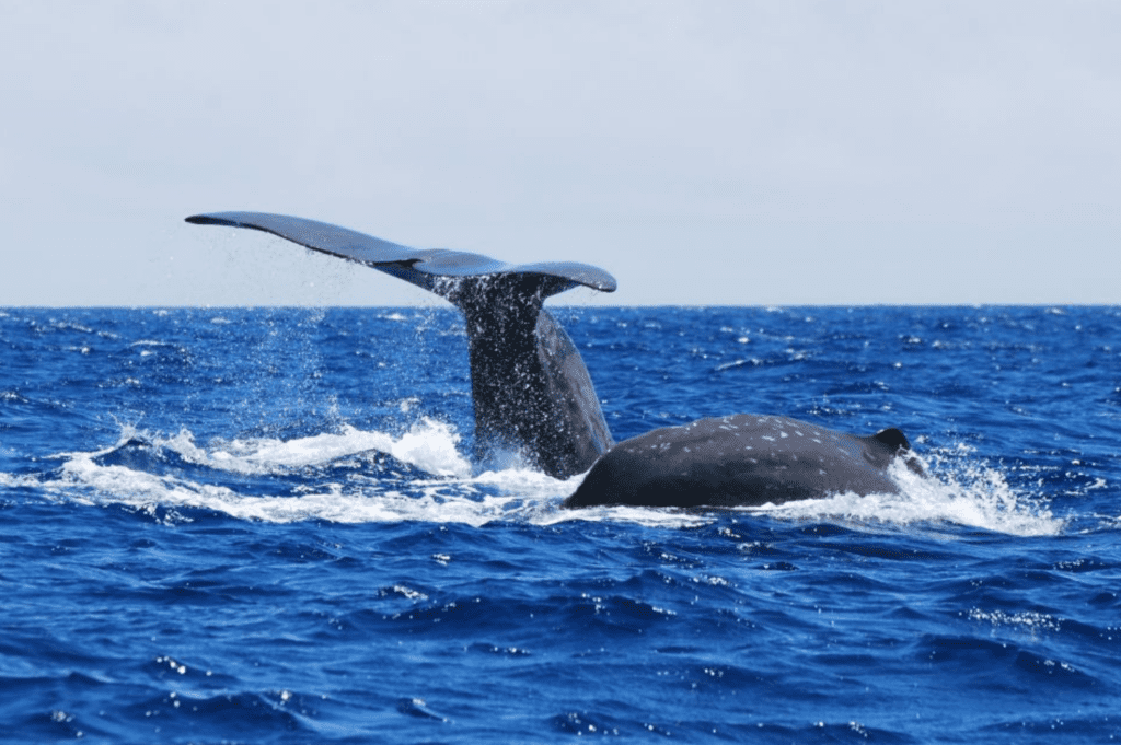 Whale and dolphin watching Azores