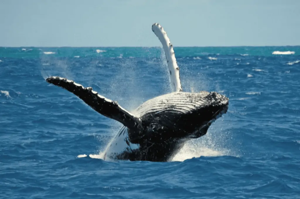 Blue Whale Azores tour