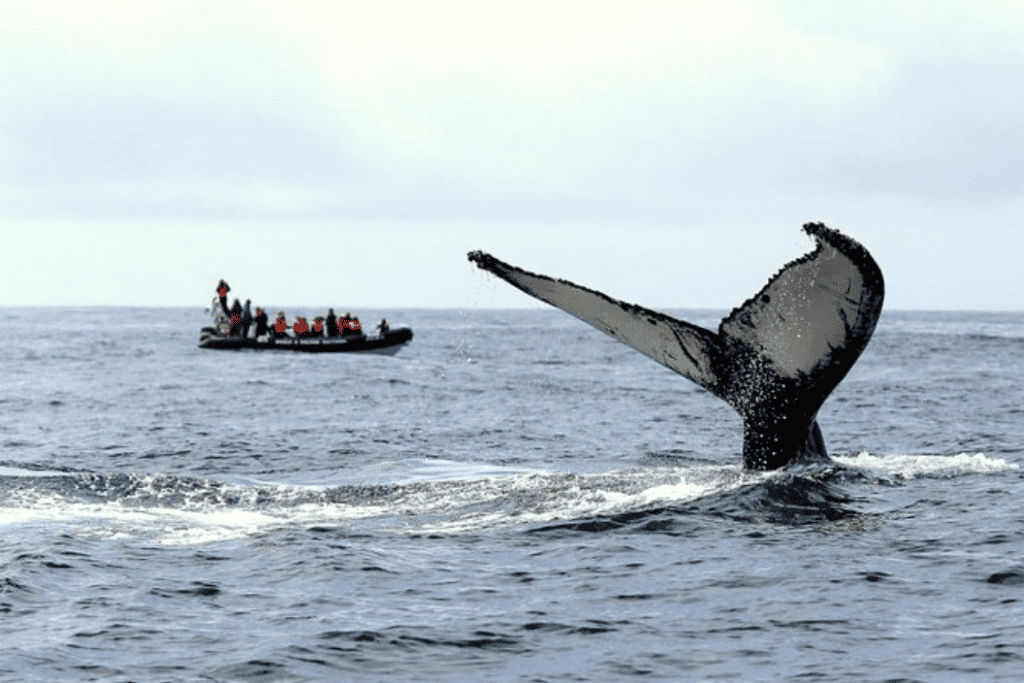 boat tour whale watching Azores