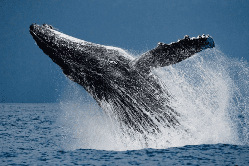 Whale Watching in Baja California: Everything You Need to Know