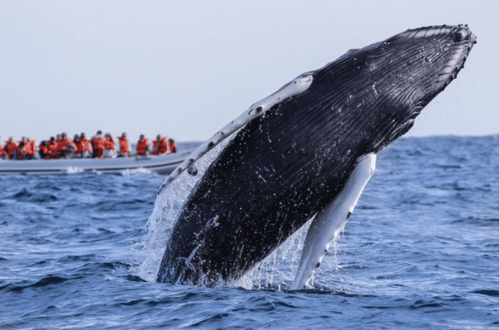 Whale Watching In Baja