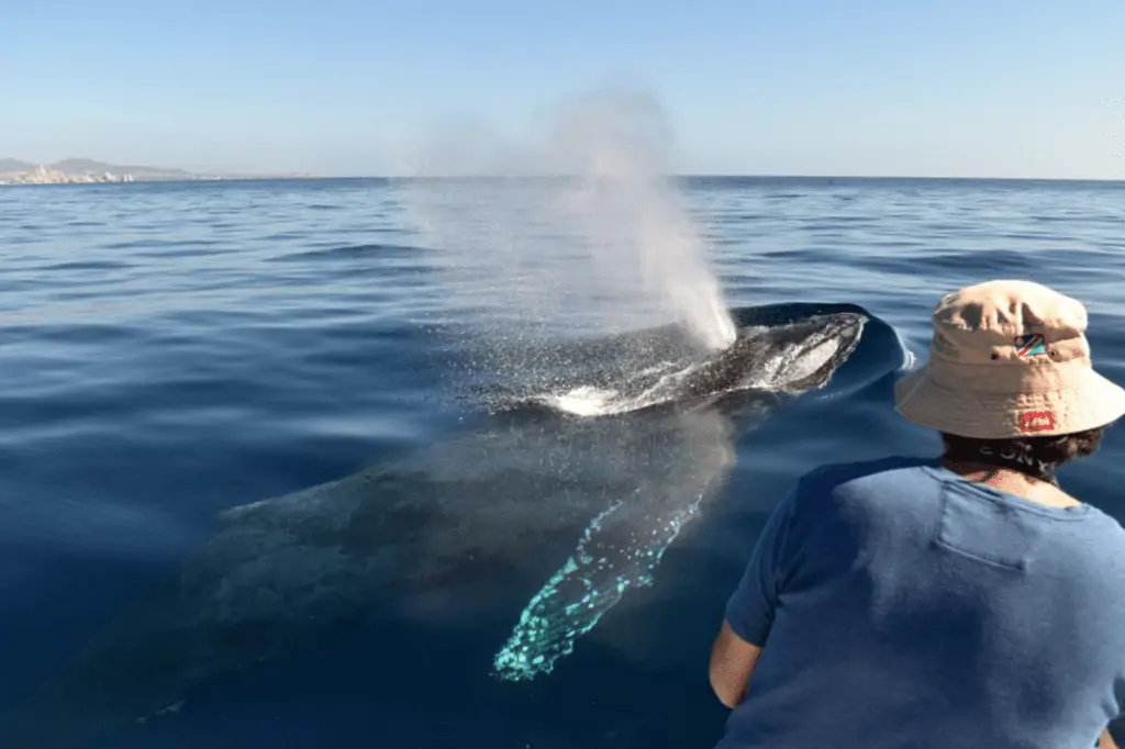 Best Whale Watching Tours in Baja