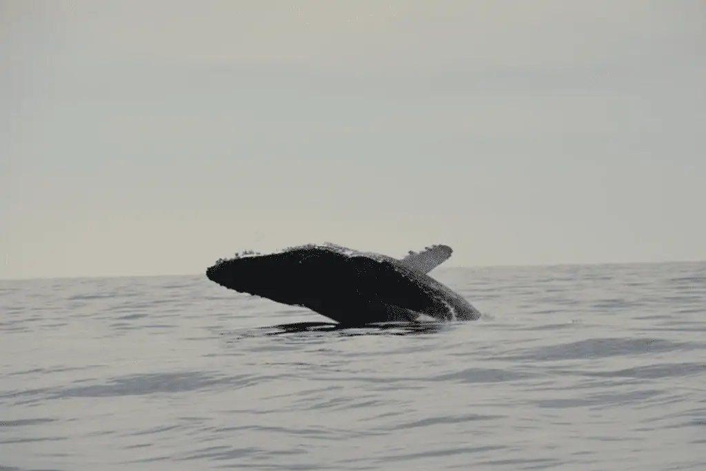 Whale watching Baja California Sur