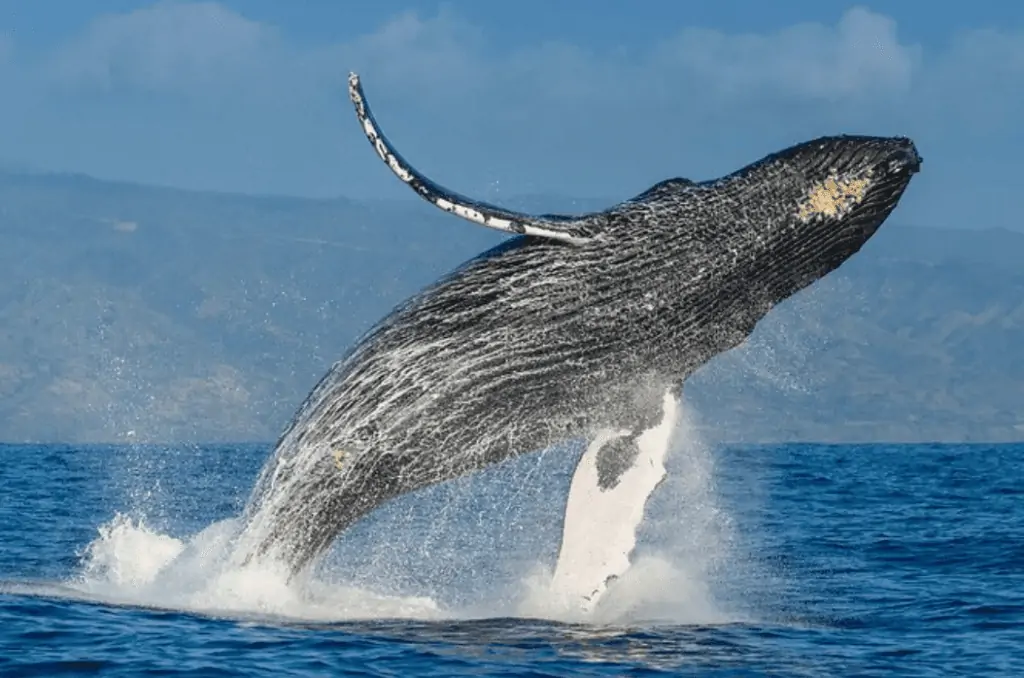 Private luxury whale tours in Maui