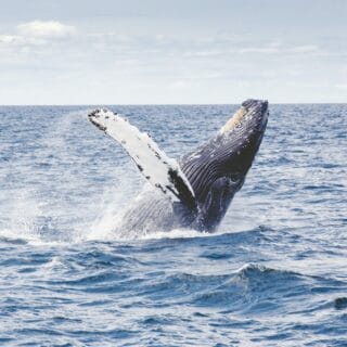 Whale Watching Baja California
