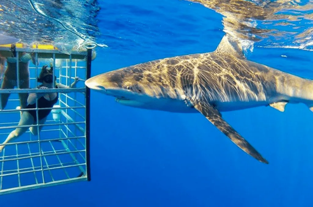 Hawaii shark diving