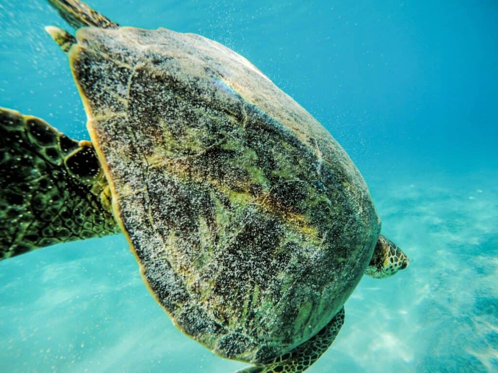 Maui turtles