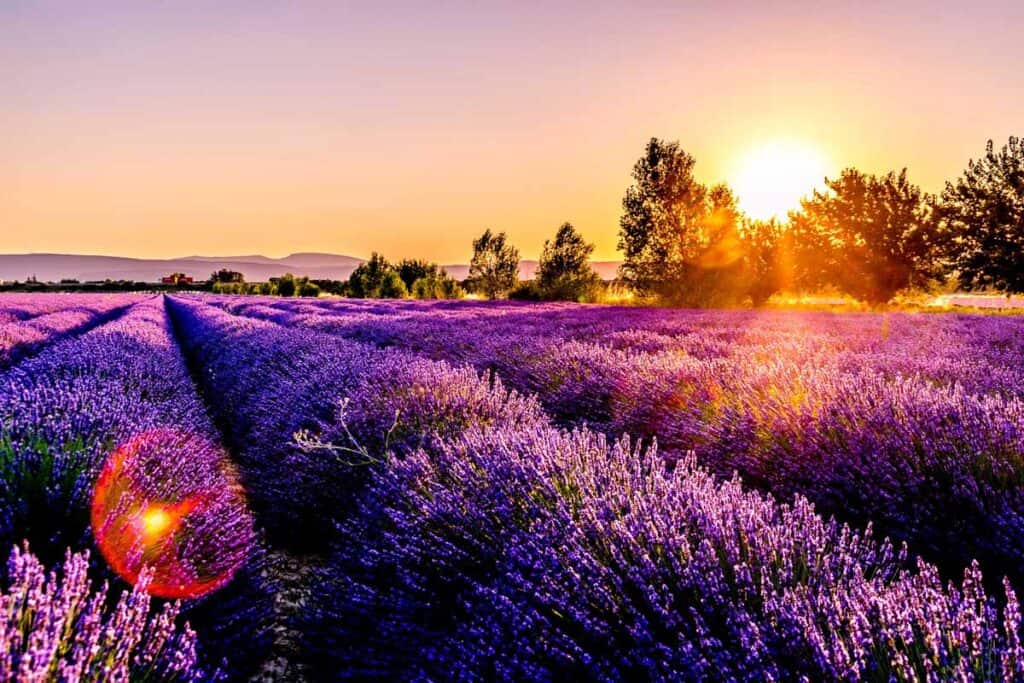 lavender fields near the village Valensole