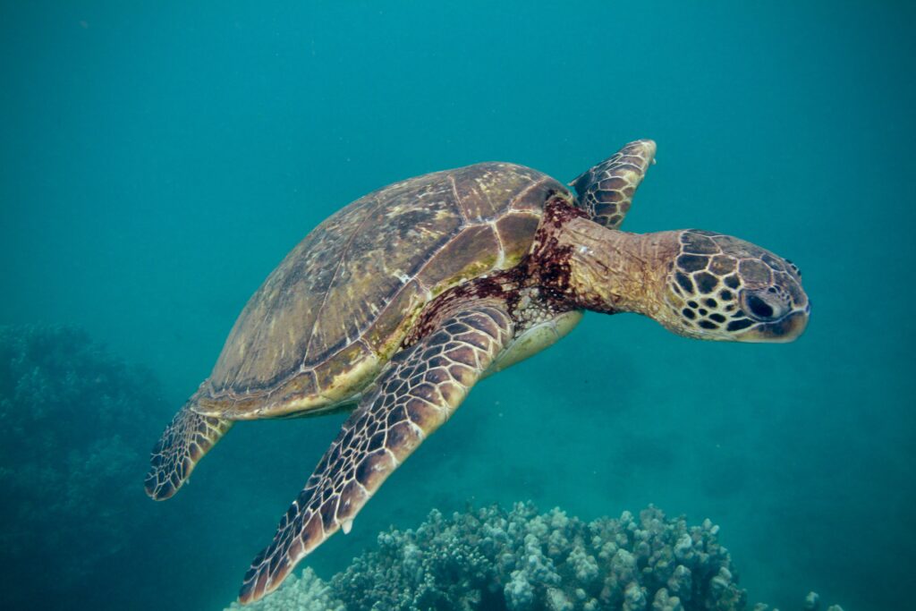 a turtle swimming in Maui
