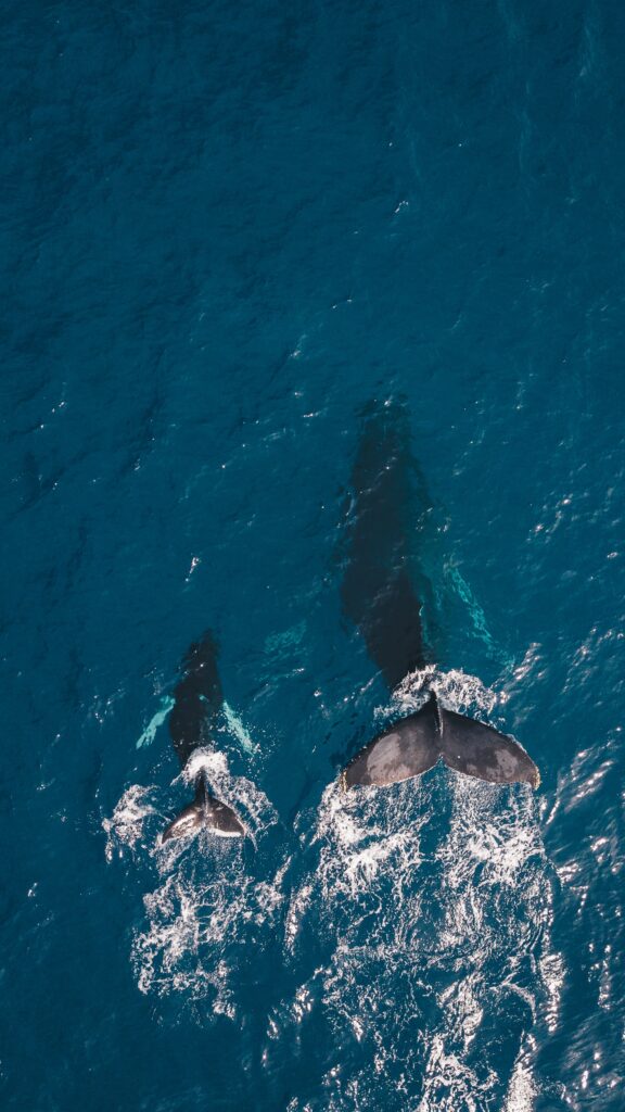 two whales swimming in Maui