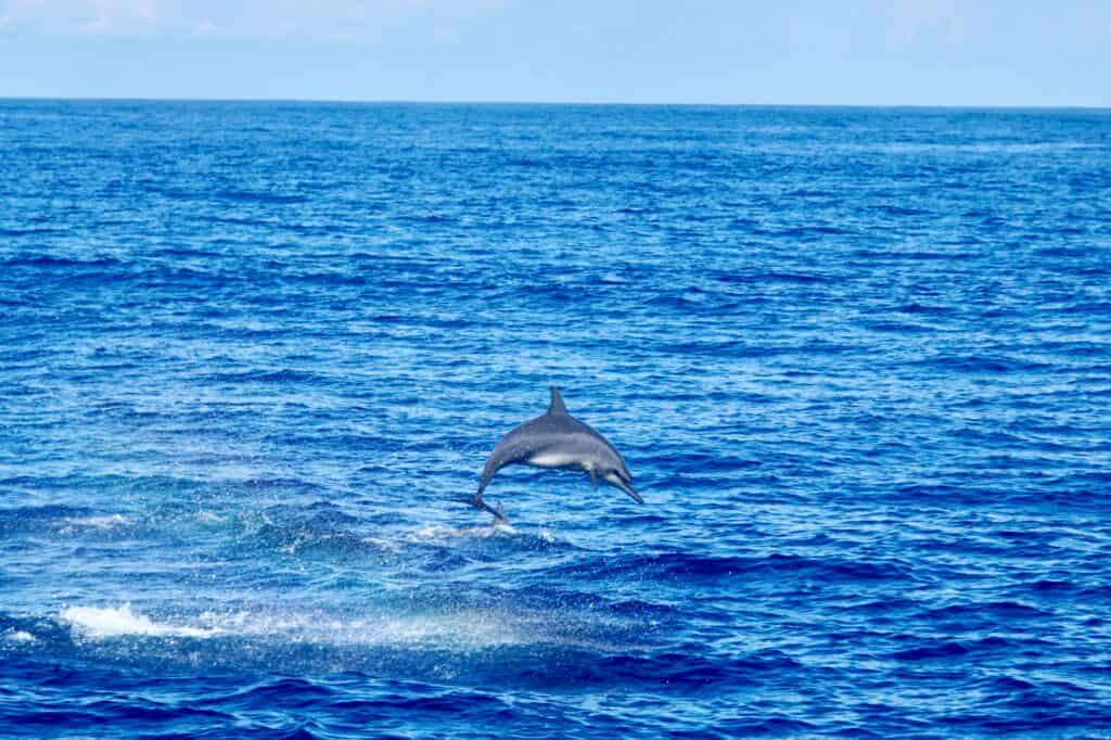Jumping dolphin in Hawaii