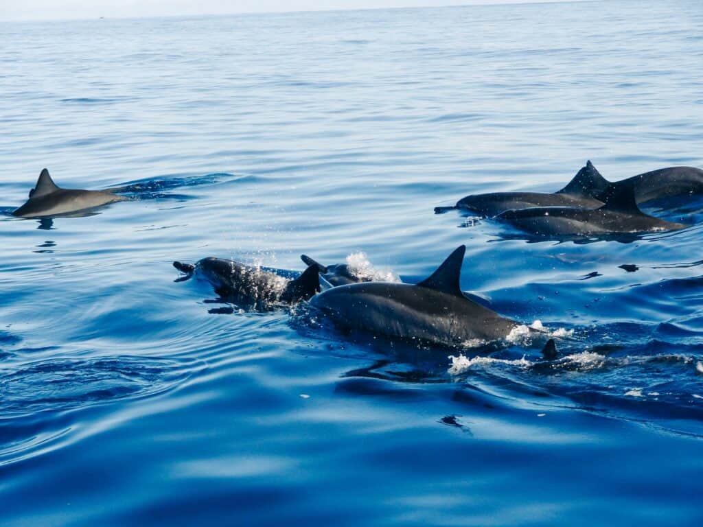 pod of dolphins swimming