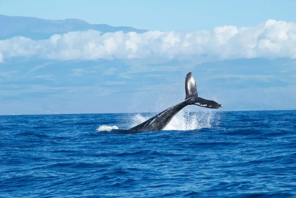 Breaching Whale Oahu
