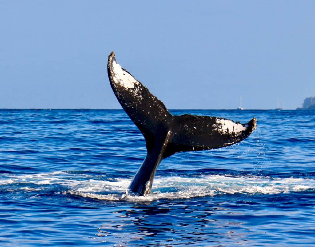 Wild whales in the hawaiian ocean