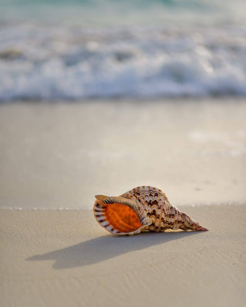 Conch Shell on Marco Island