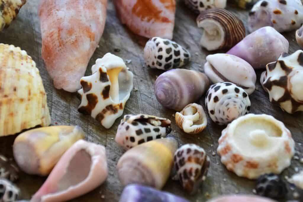 lot of shells in Marco Island