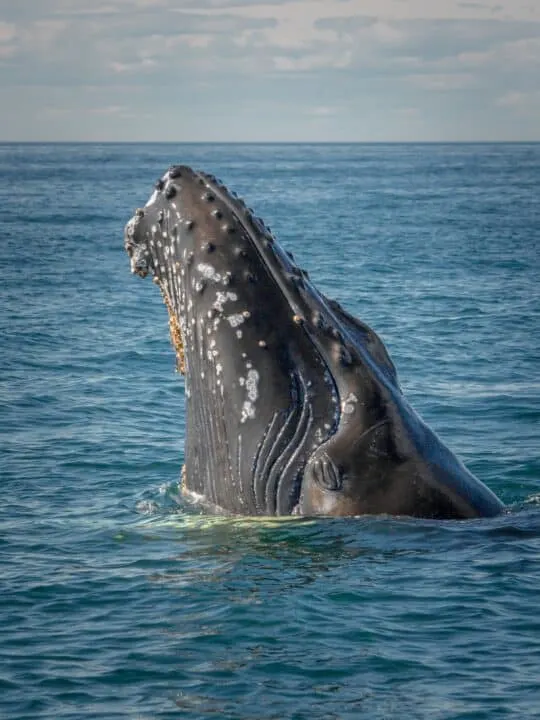 Humpback Whale head oahu