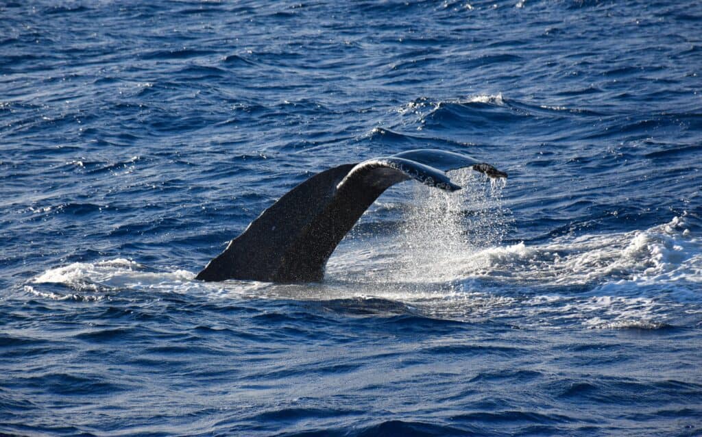 Private Whale Watching Tours