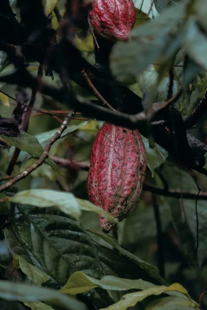 cacao farm tour Maui