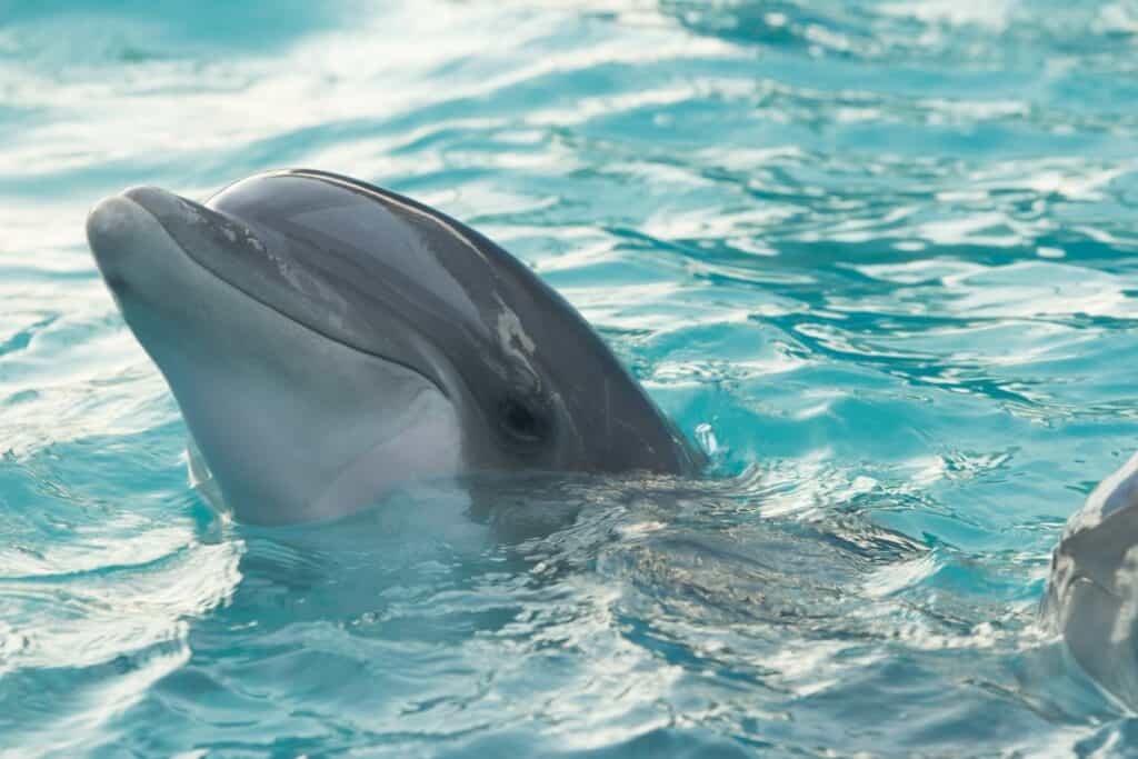 dolphin tours in Tulum