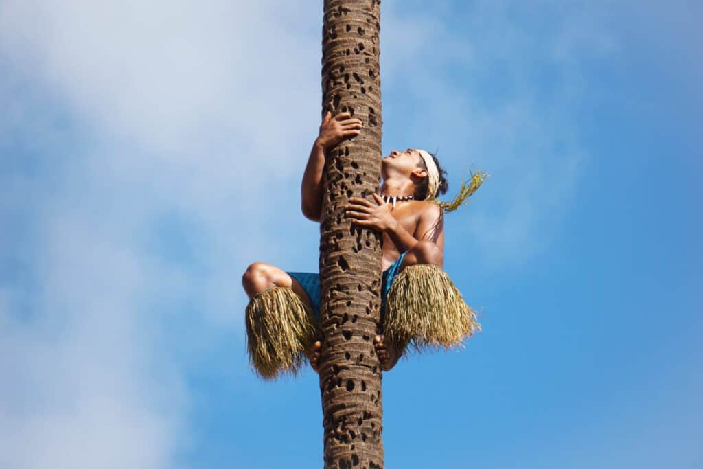 togan tree climber