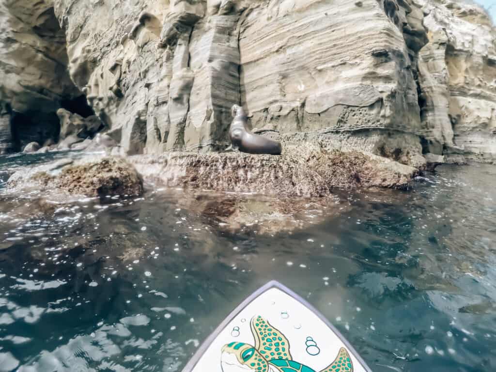 Seal at the La Jolla Caves