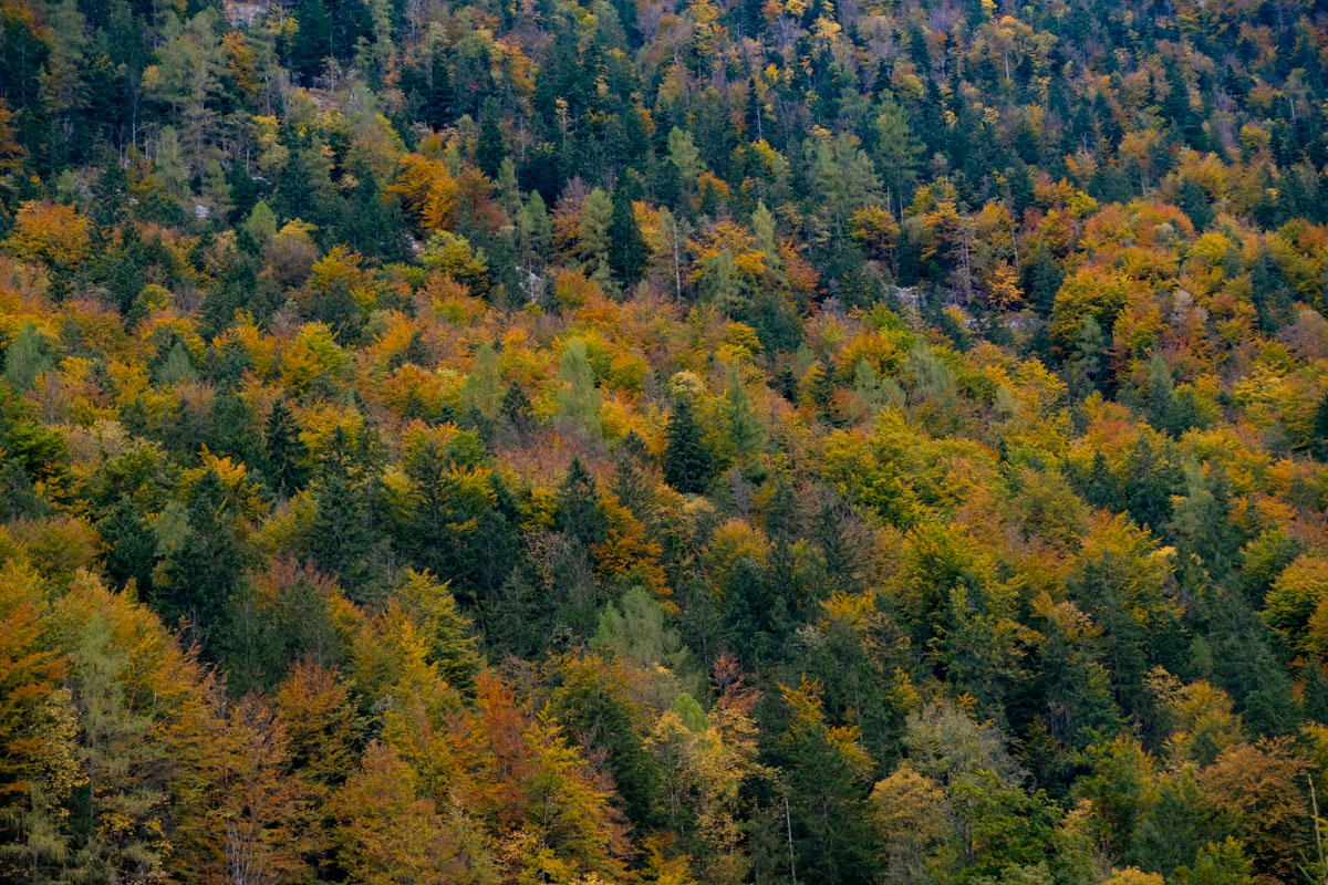 fall trees behind Obertraun 